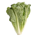 Lechuga Orejona Pieza