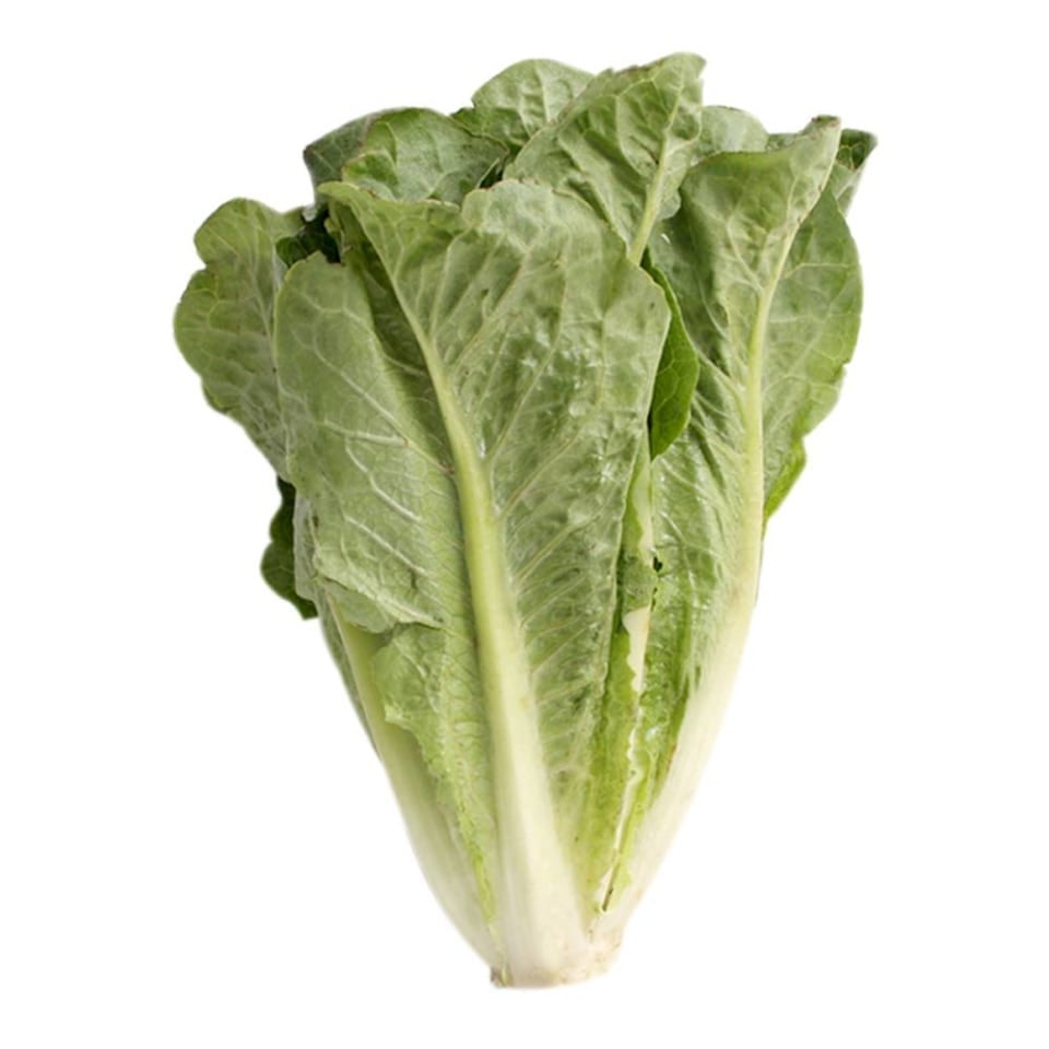 Lechuga Orejona Pieza