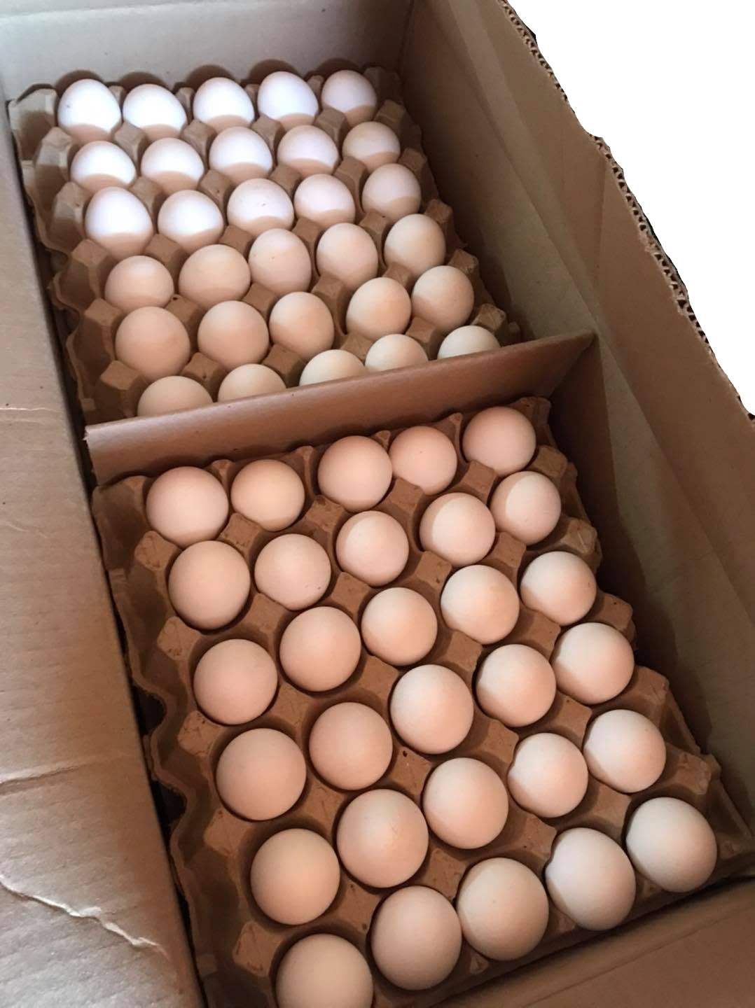 Huevo Caja 20Kg Aprox.
