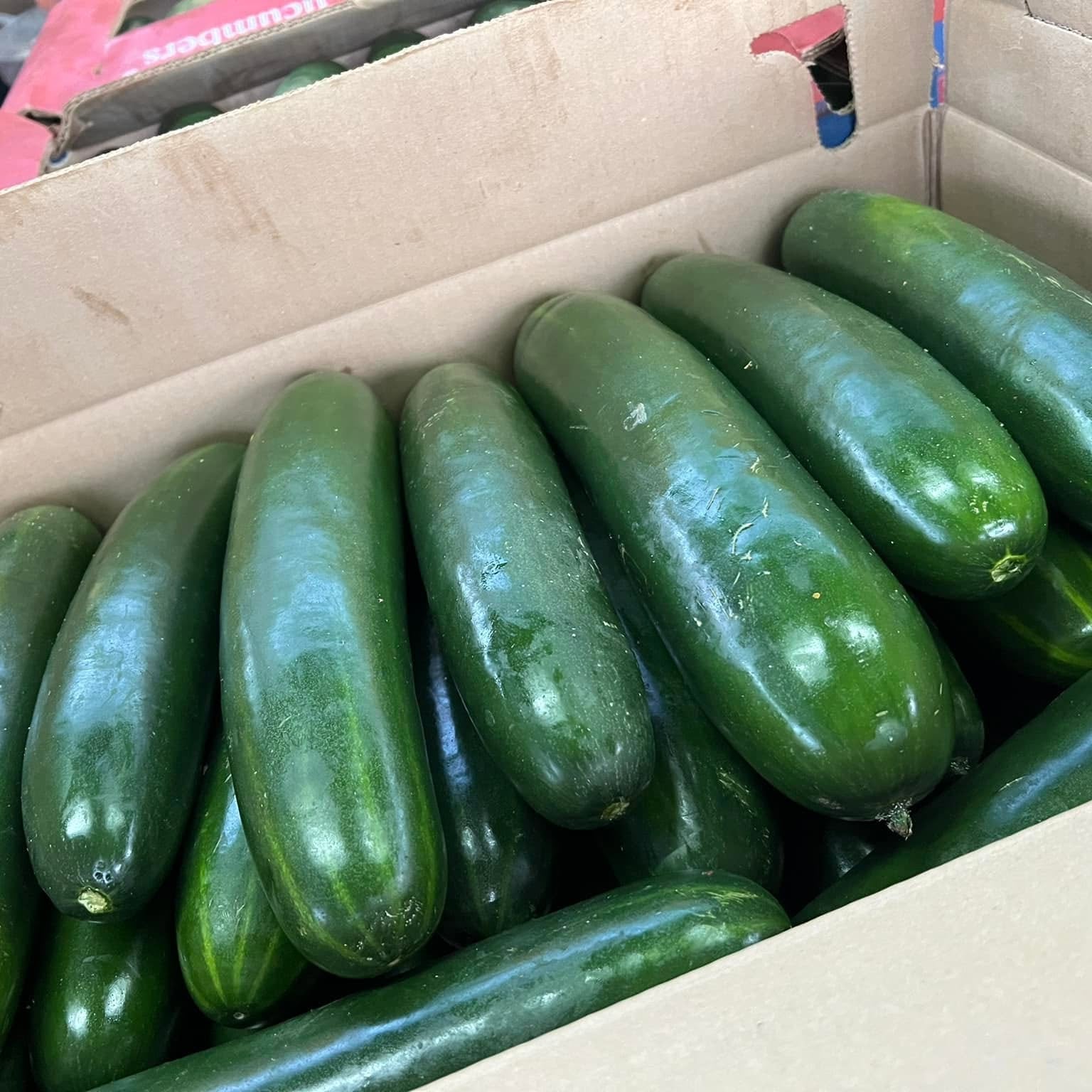 Pepino Americano Caja