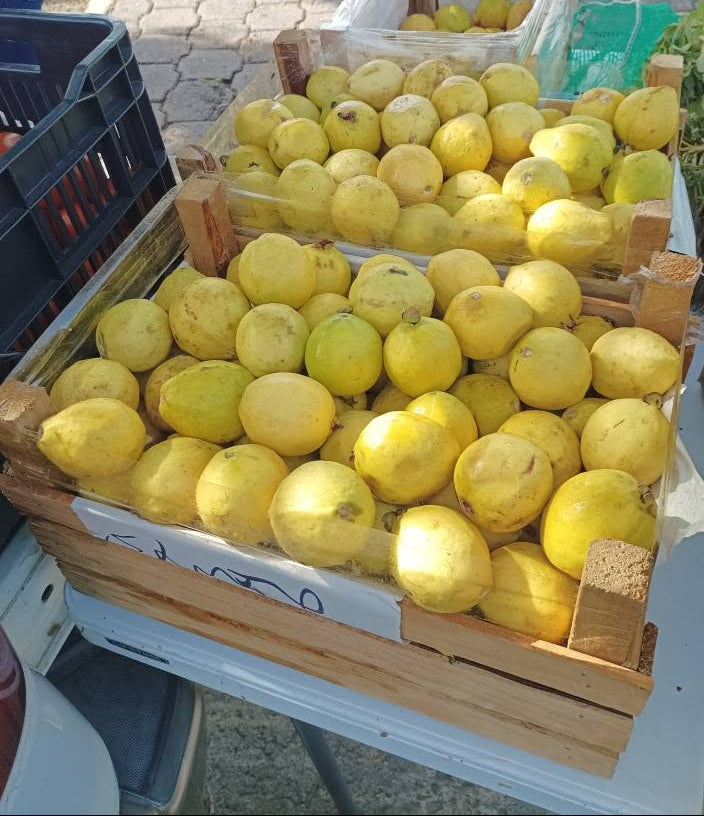 Guayaba 8Kg Aprox. Caja