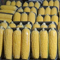 Elote Amarillo 3 Piezas Charola