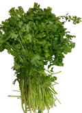 Cilantro Kg