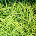 Ejote Kg