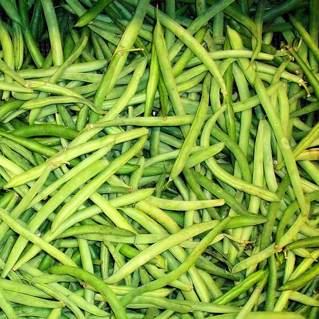 Ejote Kg