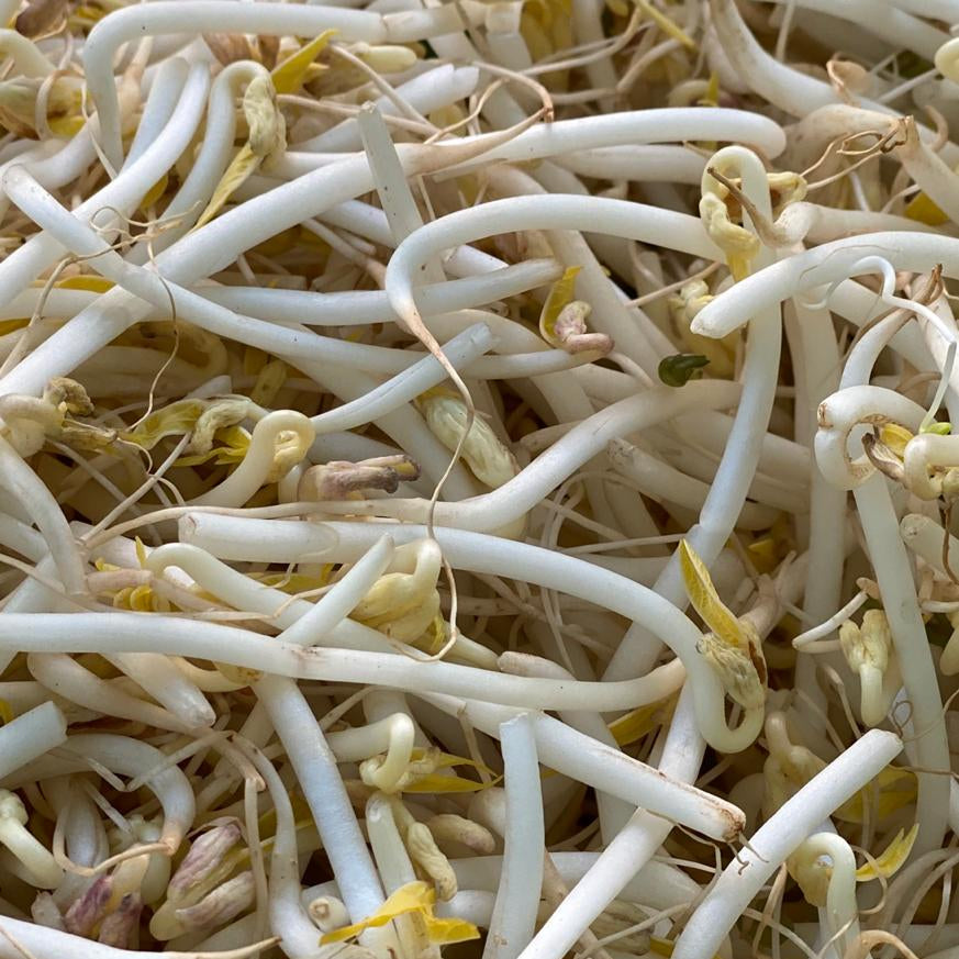 Germinado Soya Kg