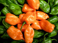 Chile Habanero Kg