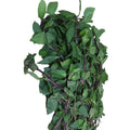 Menta Manojo