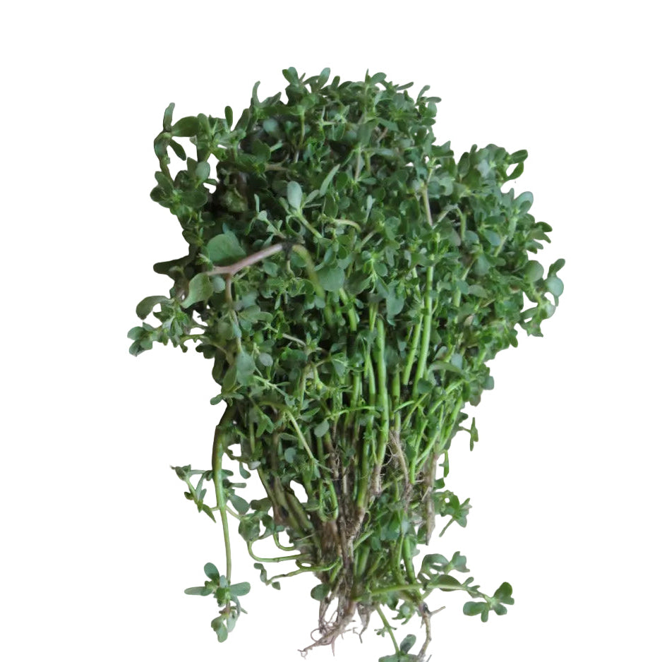 Verdolaga Manojo
