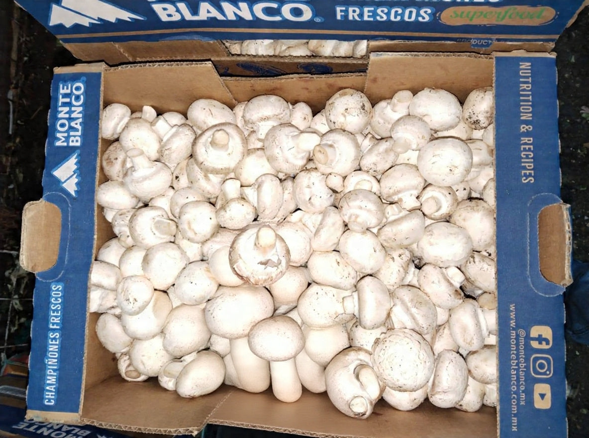 Champiñon Caja 5Kg Aprox