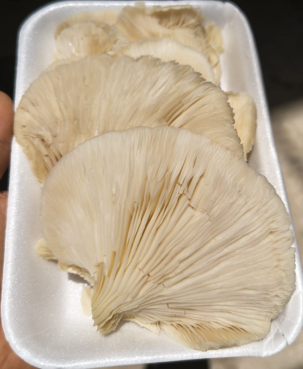 Setas Charola