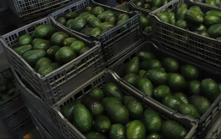 Aguacate Grande Caja 10Kg