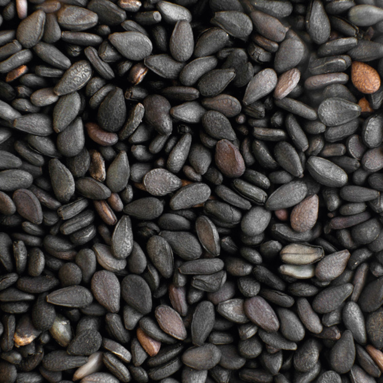 Ajonjoli Negro Kg
