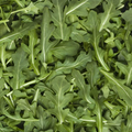 Arugula Granel Kg