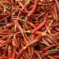 Chile Yahualica Kg