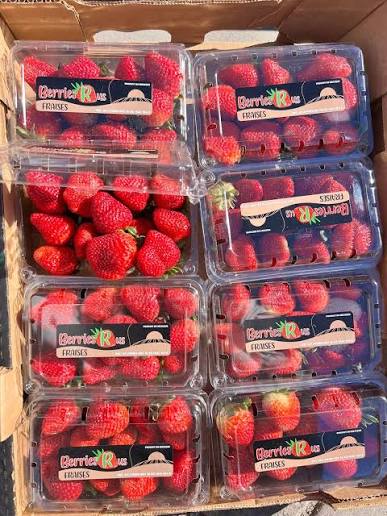 Fresa Americana Caja 8 Burbujas
