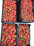 Fresa Caja Granel 10Kg