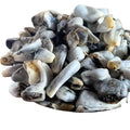 Huitlacoche Kg