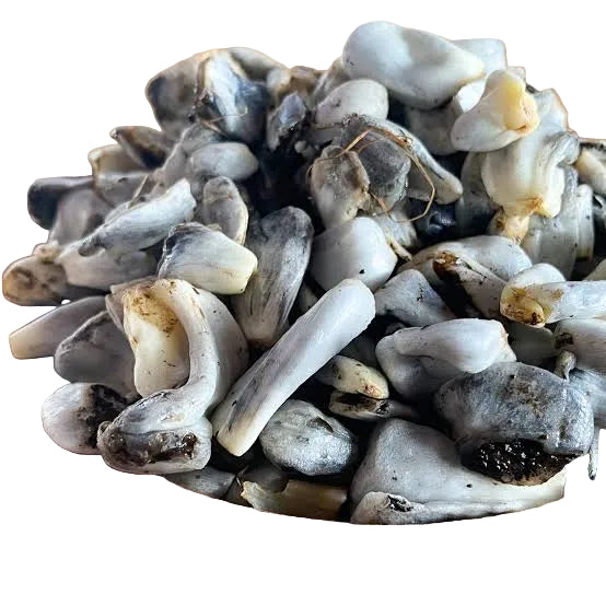 Huitlacoche Kg