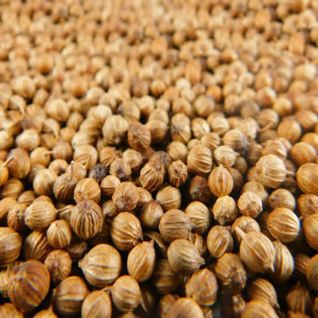 Semilla De Cilantro Kg