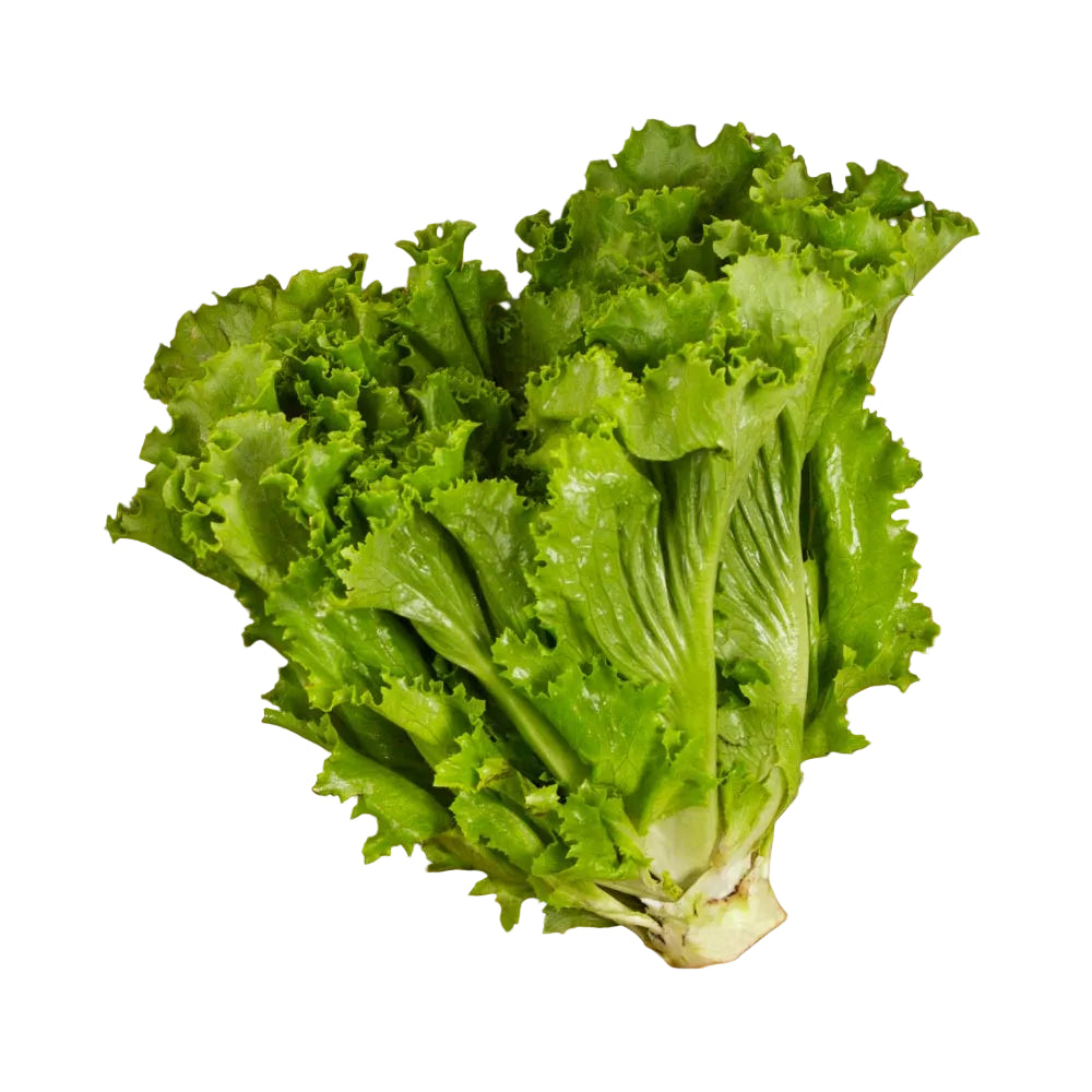 Lechuga Italiana Pieza
