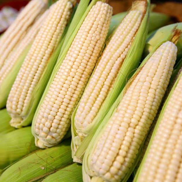 Elote Pieza
