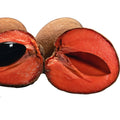 Mamey Kg