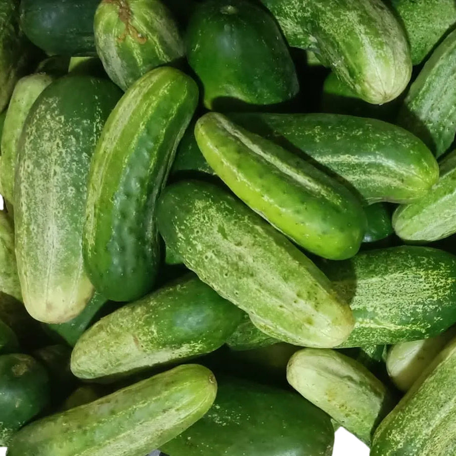Pepino Criollo Kg