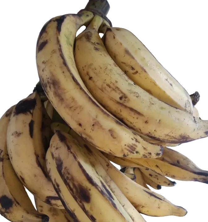 Platano Macho Kg