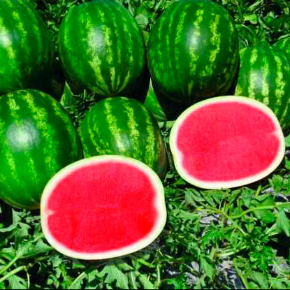 Sandia Sin Semilla Pieza