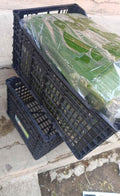 Hoja de plátano Vastago Caja 10Kg