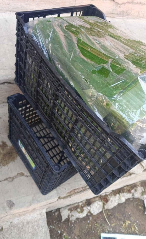 Hoja de plátano Vastago Caja 10Kg